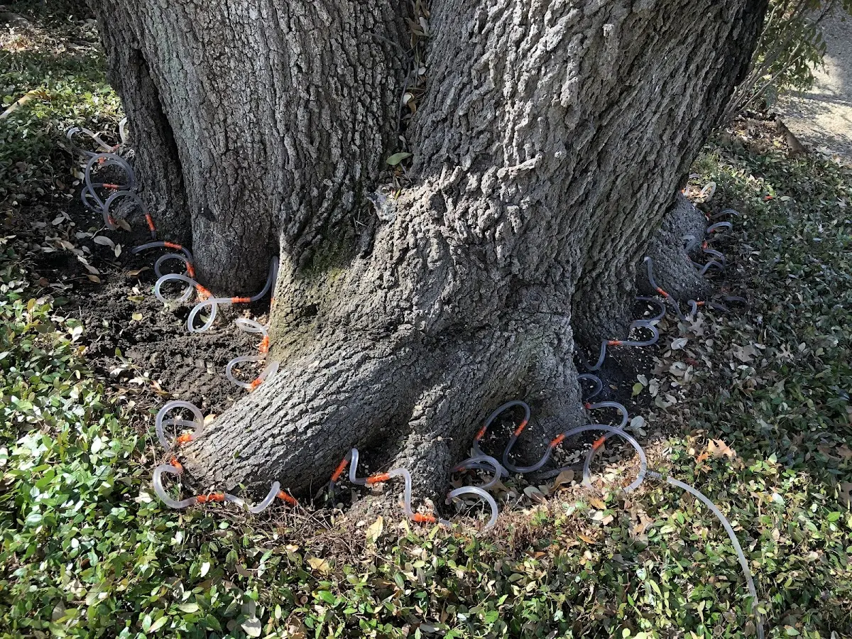 Detailed Tree Cabling and Bracing job site in Galesburg