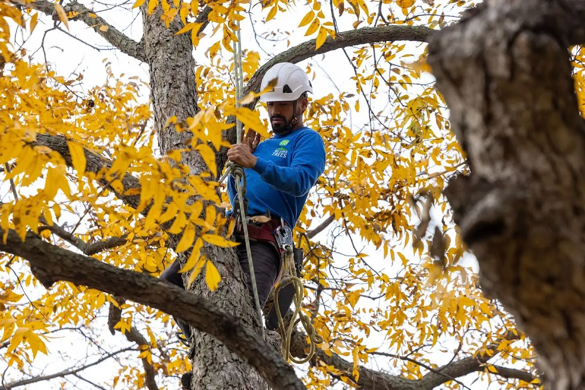 Skilled Tree Trimming crew working in Galesburg